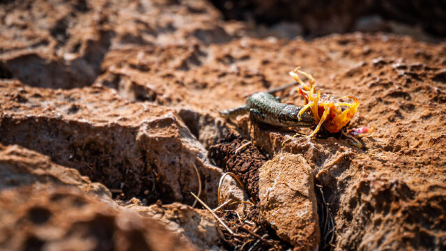 A small lizard pictured on a rocky surface eating the remnants of a nectarine.