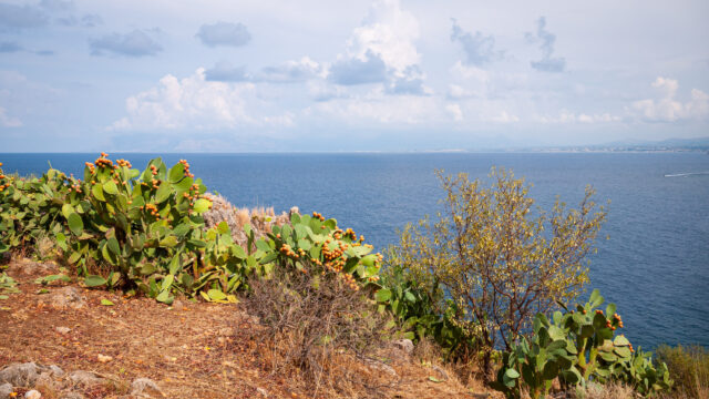 A picture of the sea along the Zingaro Nature Reserve trail in Sicily with fruit bearing plants in the foreground.