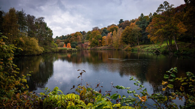 Landscape showing the lake at Winkworth Arboretum with autumnal trees in the background.