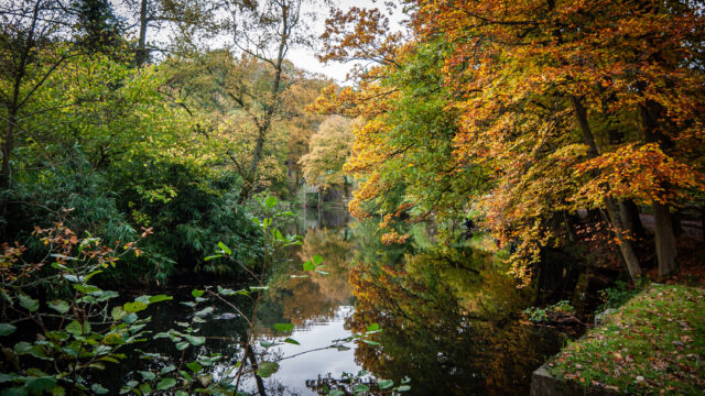 Trees overhanging an area of water at Winkworth Arboretum. The lakehouse is just about visible in the background.