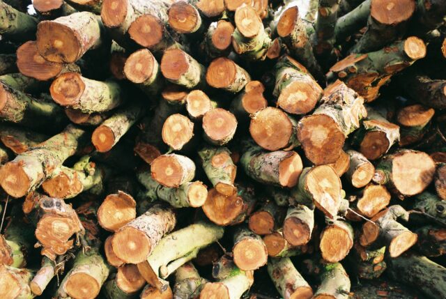 A closeup photo showing the ends of small, chopped, firewood logs.