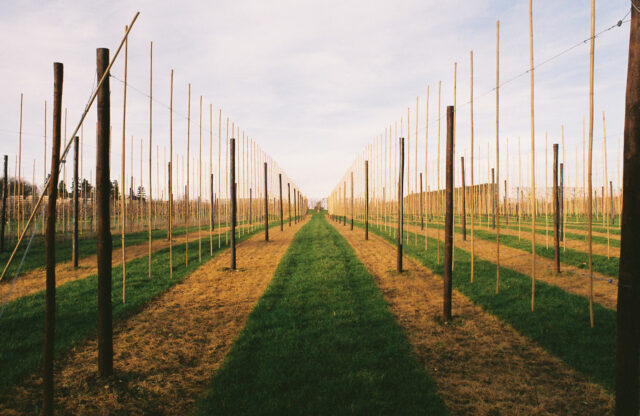 Image of a crop field with alternating lines of green and yellow grass. Vertical posts, presumably to support the crops, line the field. The image is taken looking down a line of poles.