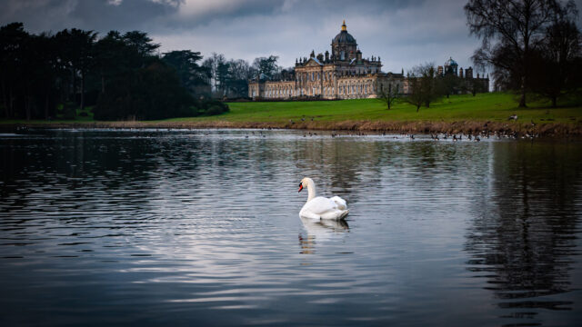 View across a lake with Castle Howard - a large stately home - in the background. In the lake there is a swan and several smaller birds.