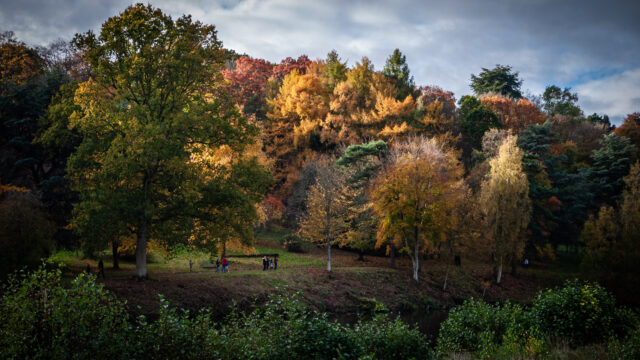 Landscape shot from the lakeside at Winkworth Arboretum in Godalming looking at yellow autumnal trees on a hillside opposite.