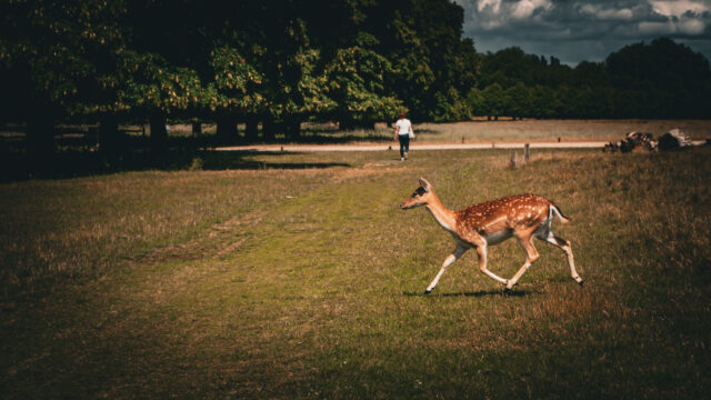 A doe running across an open area of a park. It is crossing a path marked in the grass.