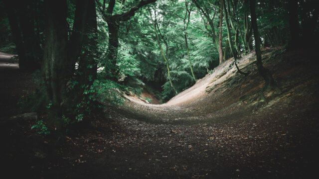 Light shining through a dark canopy of trees in a sandy and dusty wooded area.