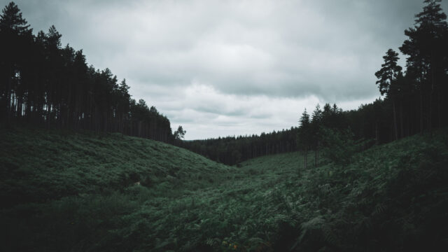 A gloomy looking picture of green overgrowth in a corridor of fern trees.