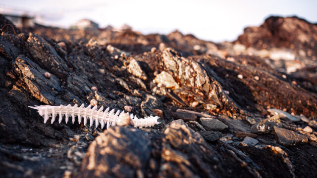 Skeletal body of a sea creature lying in a rock pool.