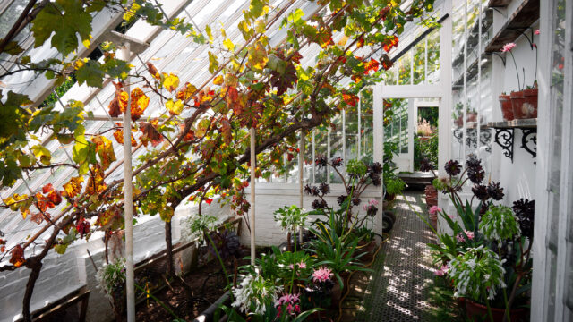 Autumnal coloured plants on display in a greenhouse with sunlight streaming in from the left of the scene. Taken at Lost Gardens of Heligan in Mevagissey, Cornwall.