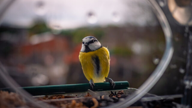 Close up of a blue tit sitting on a feeder attached to a window.