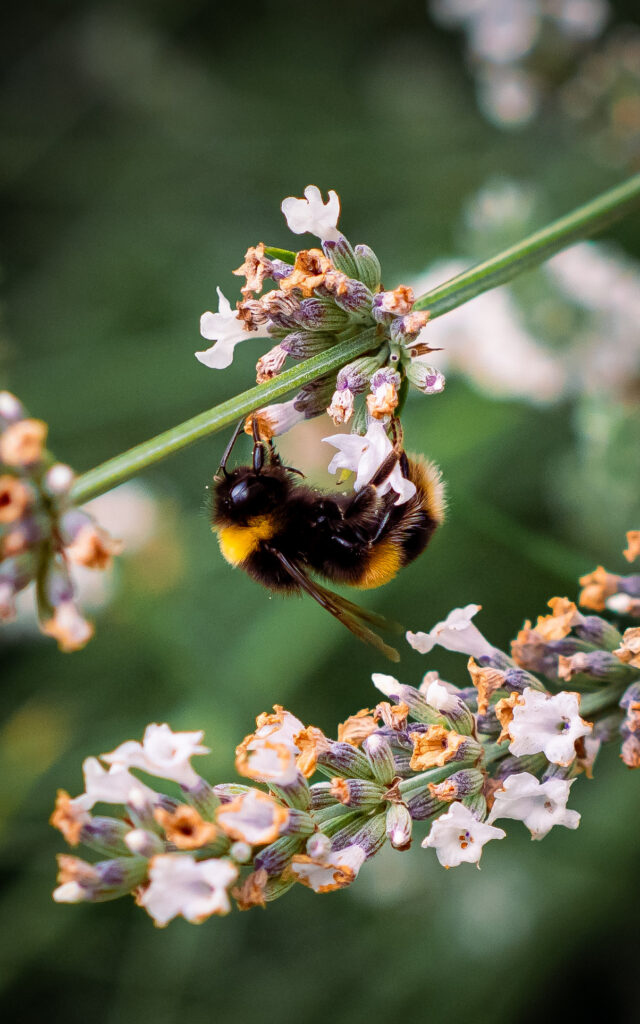 A bumblebee grips an English Lavender from the underside of a flower, mining for nectar whilst covered in pollen.